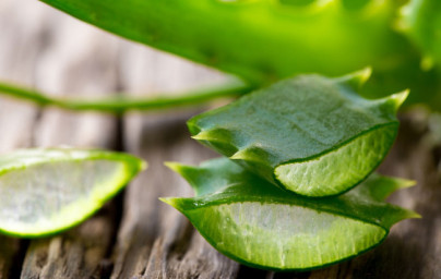 Aloe vera Aloe vera